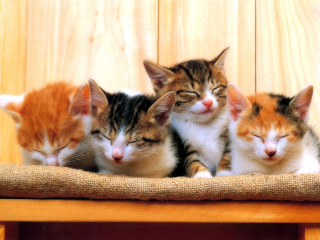 Слово 4 котенка. Четыре кота. 4 Котенка. Четверо котов. Четыре кота вместе.