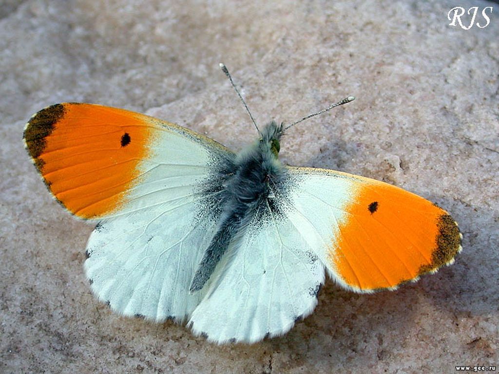 Szépséges Pillangó Háttérkép 105