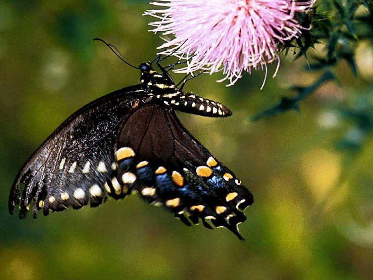 Szépséges Pillangó Háttérkép 106