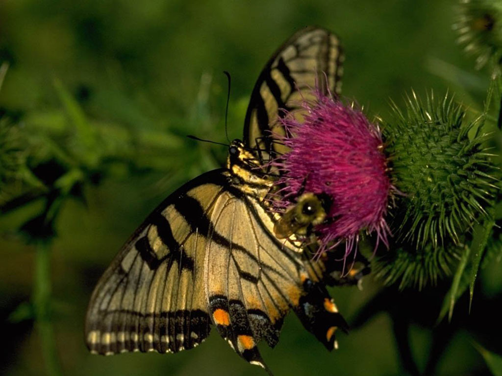 Szépséges Pillangó Háttérkép 107
