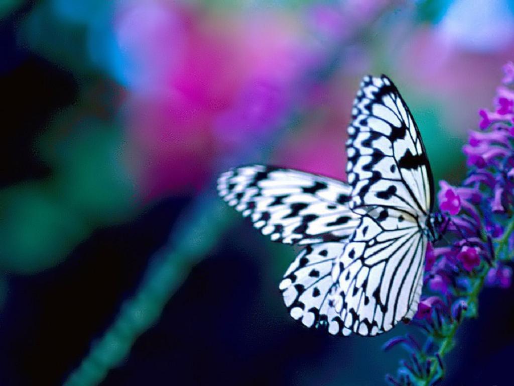 Szépséges Pillangó Háttérkép 117