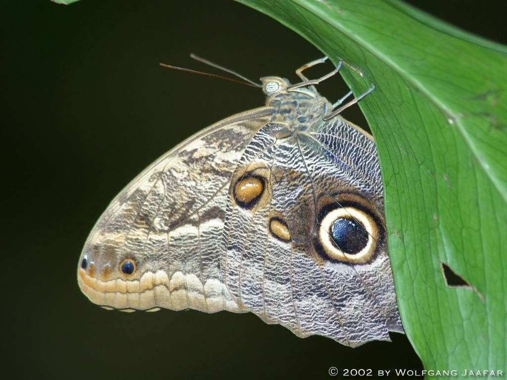 Szépséges Pillangó Háttérkép 130