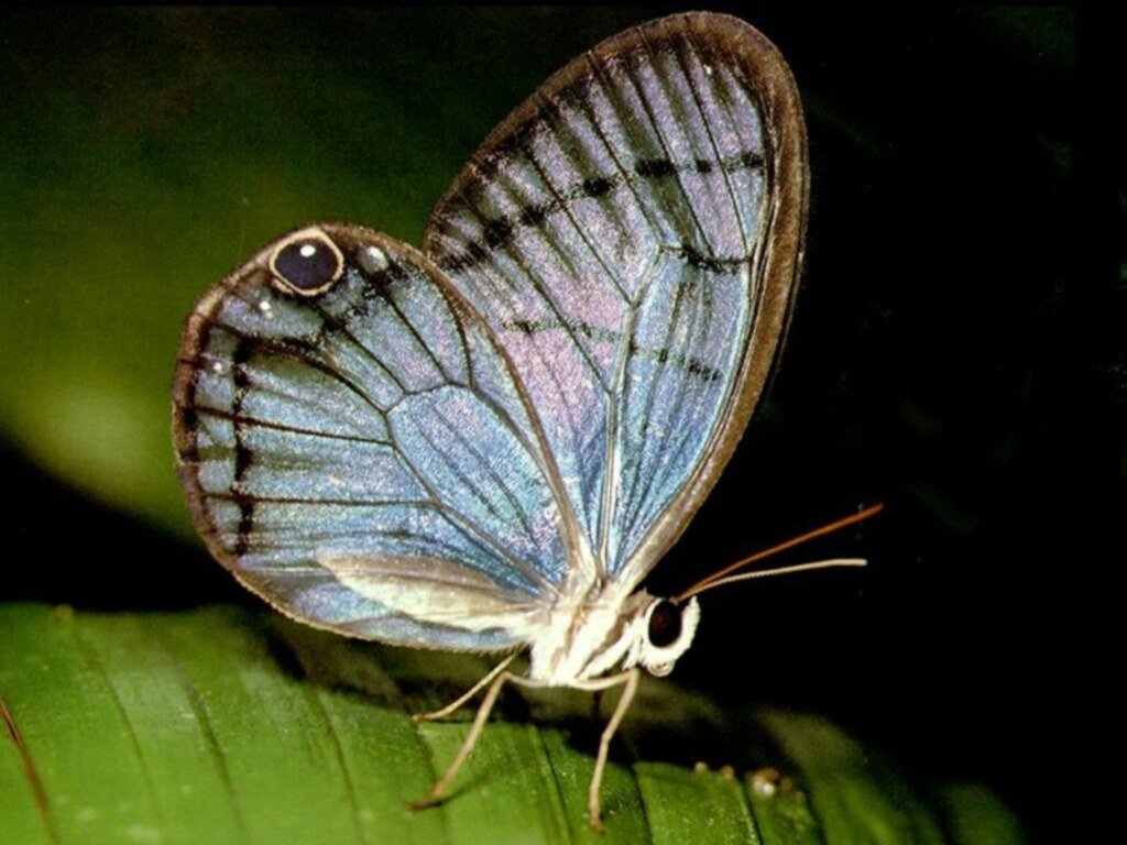 Szépséges Pillangó Háttérkép 133