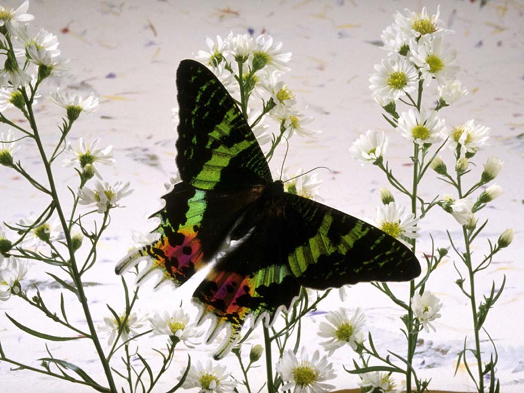 Szépséges Pillangó Háttérkép 136