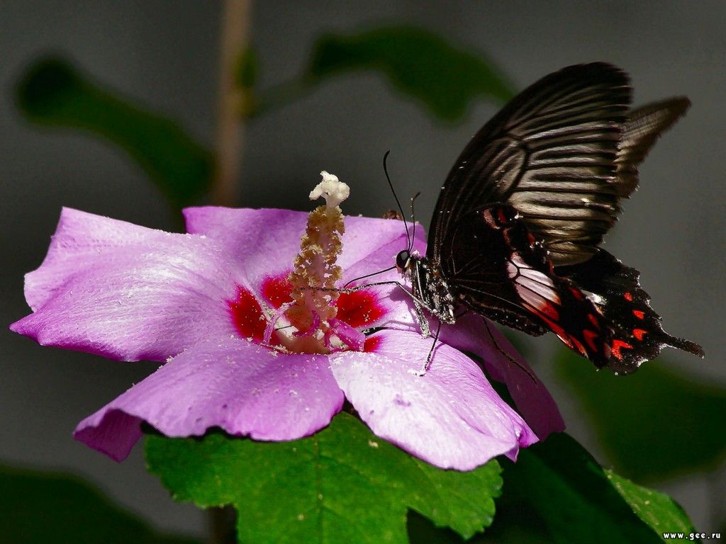 Szépséges Pillangó Háttérkép 140