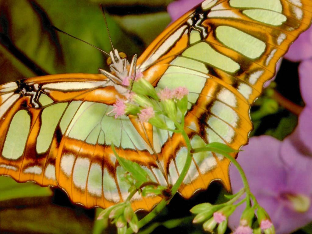 Szépséges Pillangó Háttérkép 144