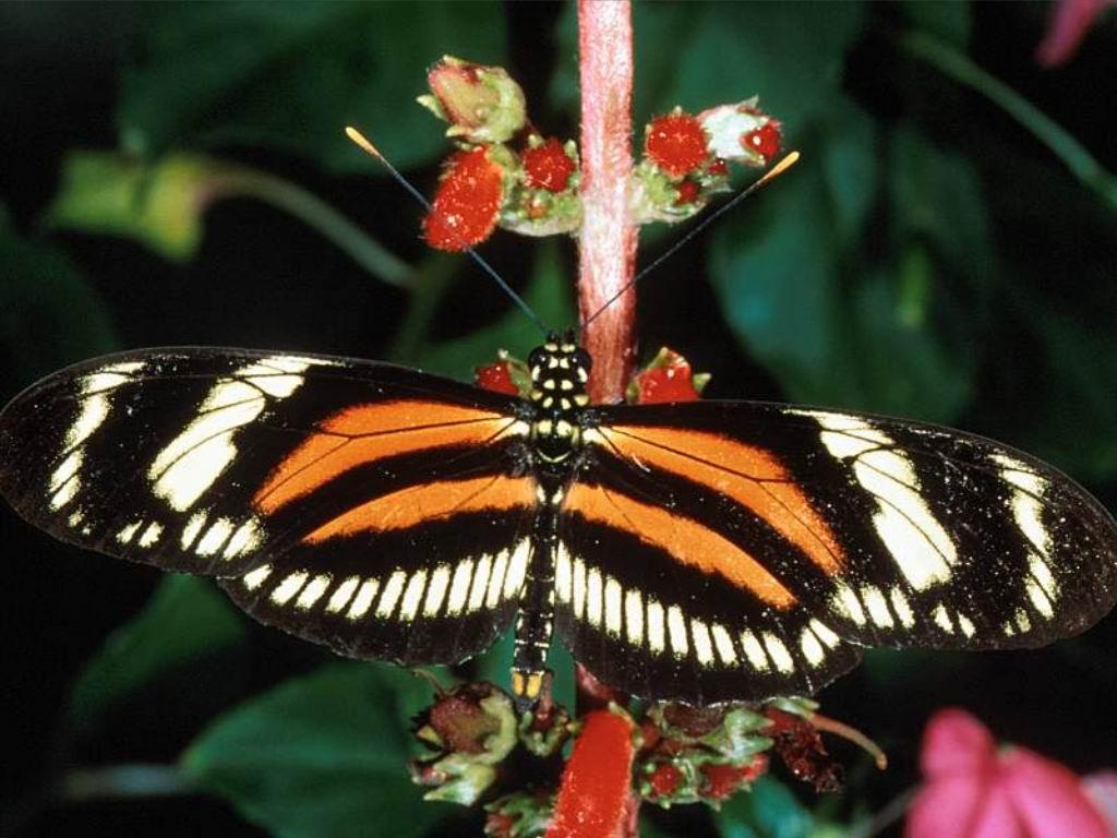 Szépséges Pillangó Háttérkép 151