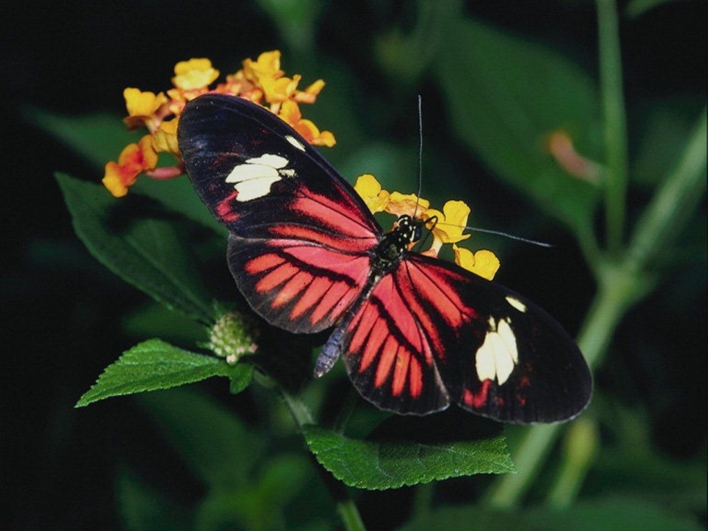 Szépséges Pillangó Háttérkép 153
