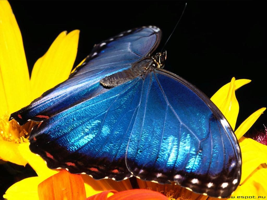 Szépséges Pillangó Háttérkép 154