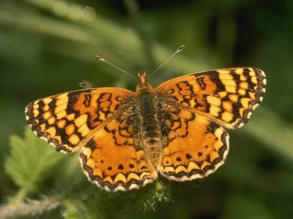 Szépséges Pillangó Háttérkép 161