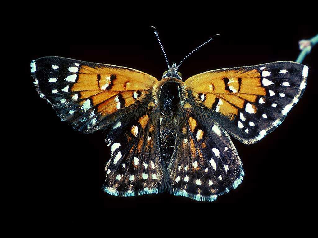 Szépséges Pillangó Háttérkép 165