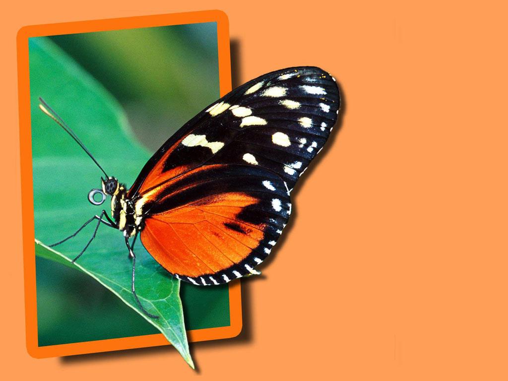 Szépséges Pillangó Háttérkép 167