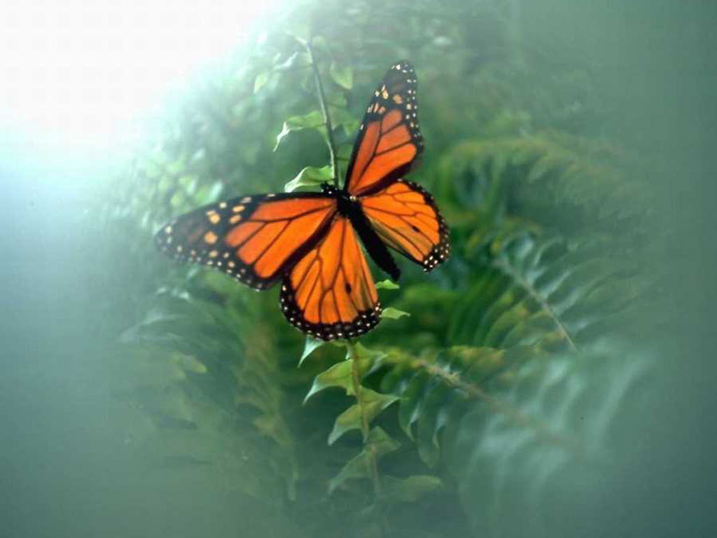 Szépséges Pillangó Háttérkép 168