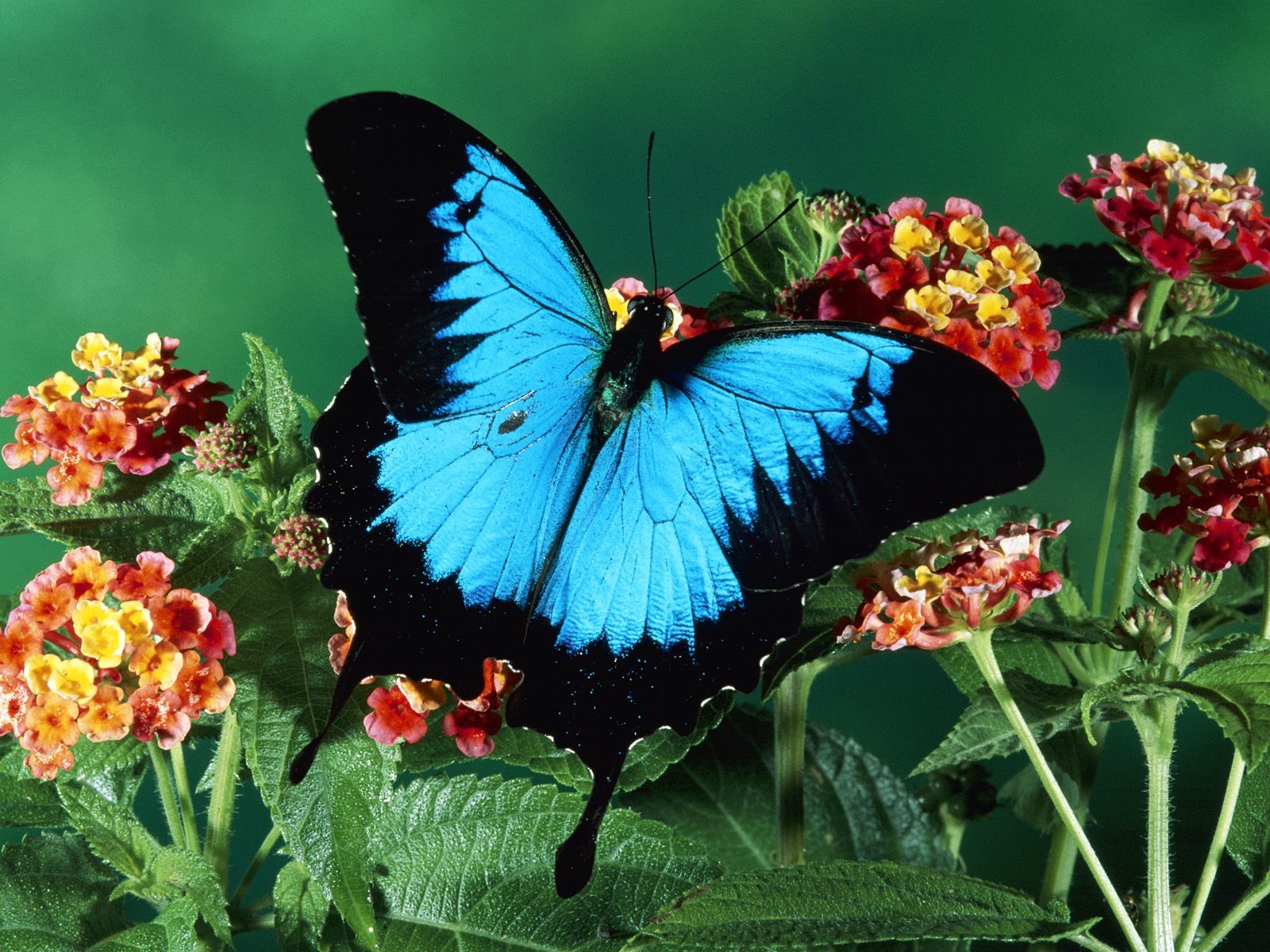 Szépséges Pillangó Háttérkép 17