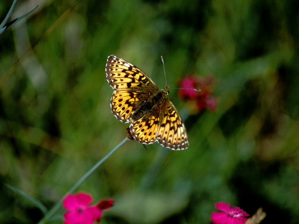 Szépséges Pillangó Háttérkép 172