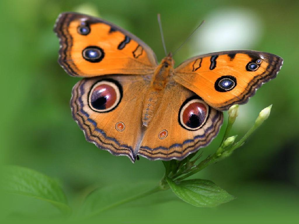 Szépséges Pillangó Háttérkép 173