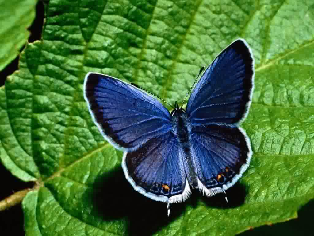 Szépséges Pillangó Háttérkép 183