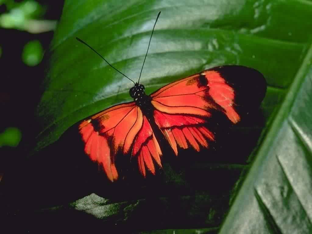 Szépséges Pillangó Háttérkép 184