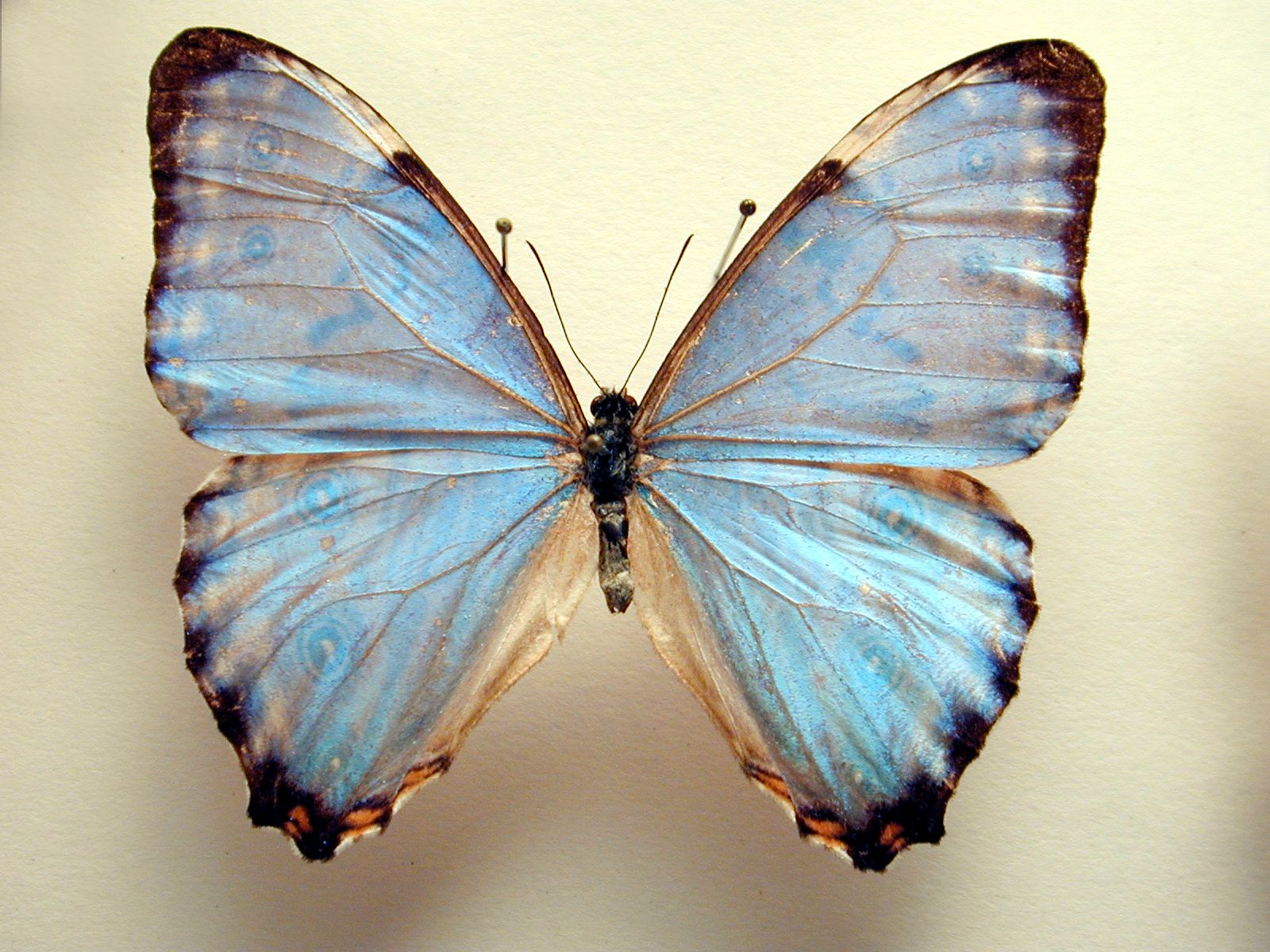Szépséges Pillangó Háttérkép 26