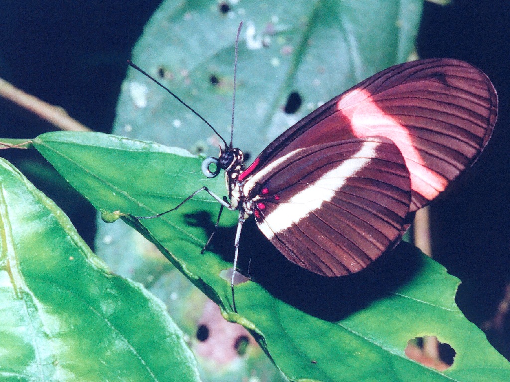Szépséges Pillangó Háttérkép 31