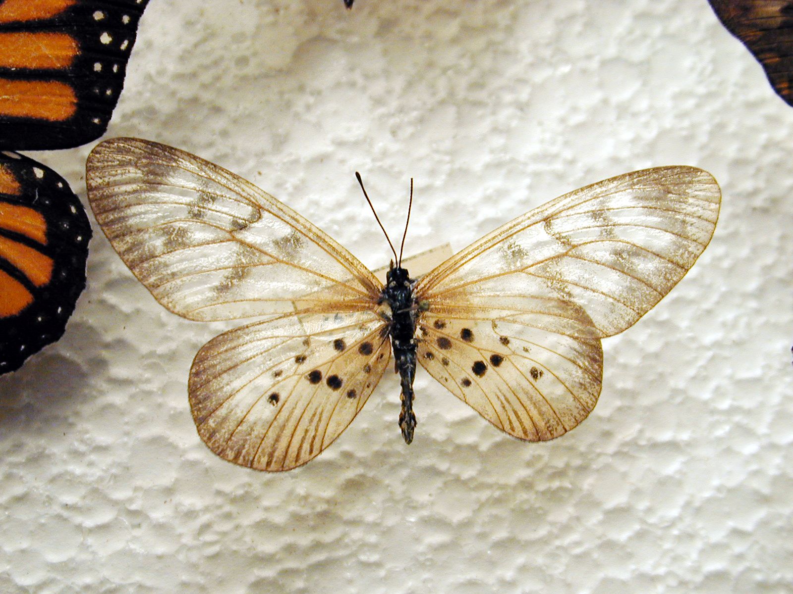 Szépséges Pillangó Háttérkép 33