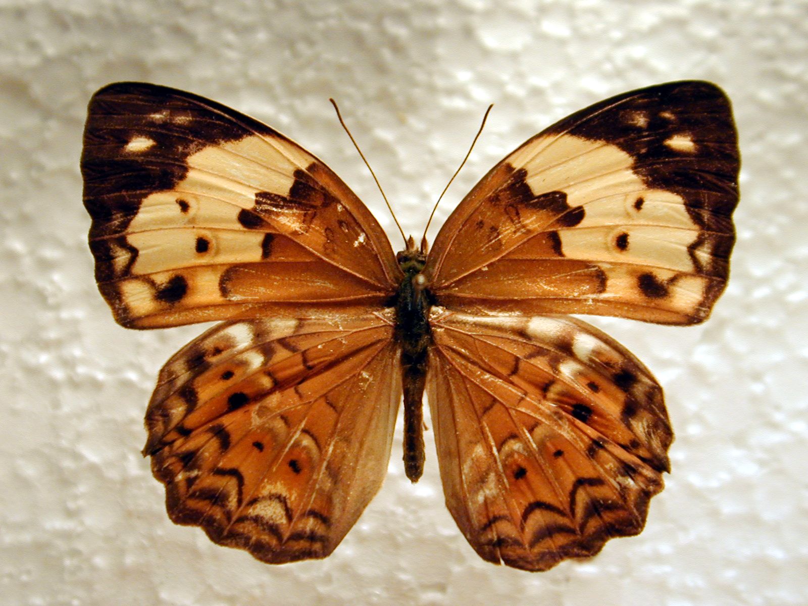 Szépséges Pillangó Háttérkép 39