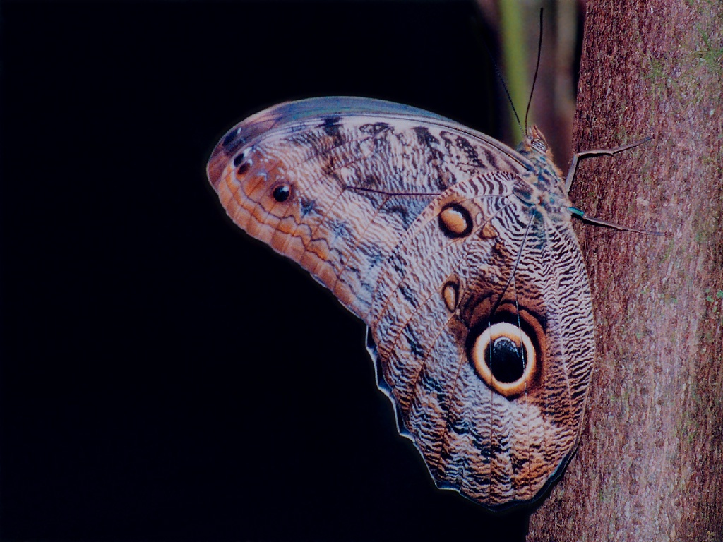 Szépséges Pillangó Háttérkép 44