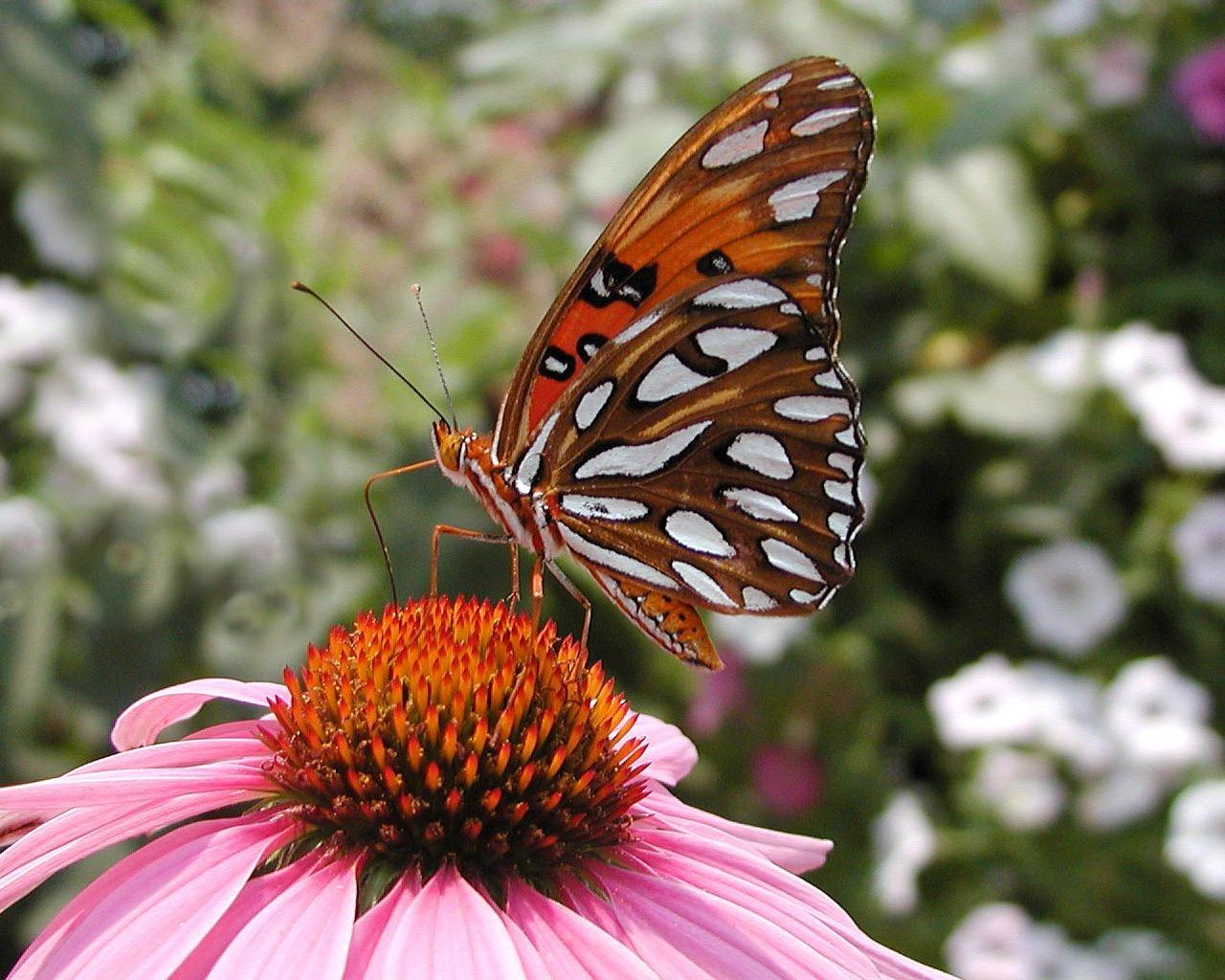 Szépséges Pillangó Háttérkép 47