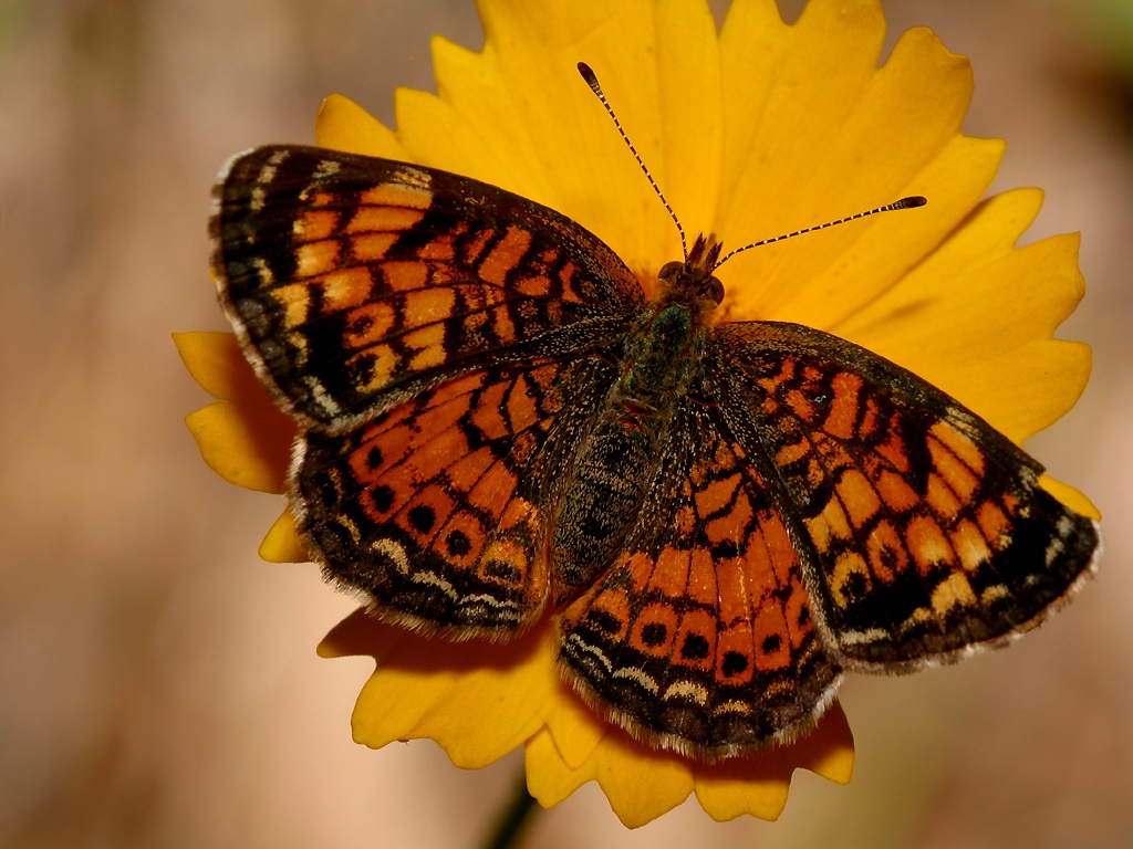 Szépséges Pillangó Háttérkép 49