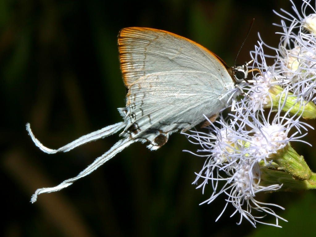 Szépséges Pillangó Háttérkép 54