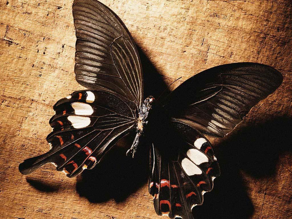 Szépséges Pillangó Háttérkép 58