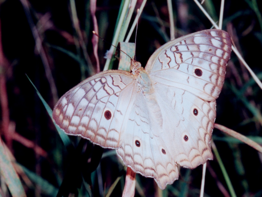 Szépséges Pillangó Háttérkép 60
