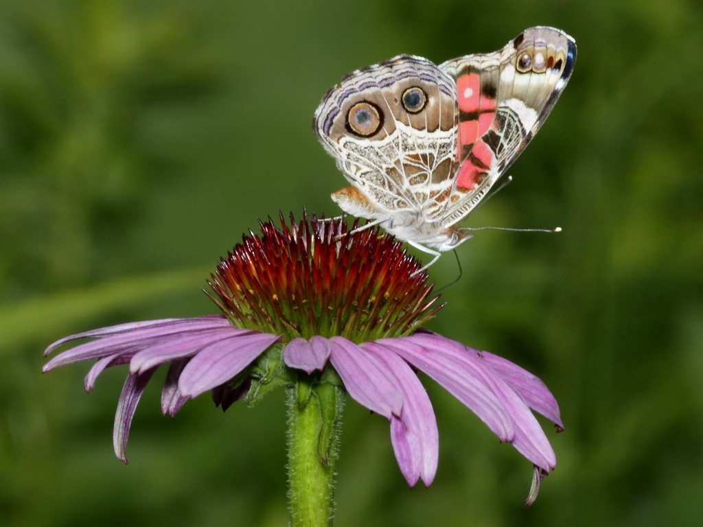 Szépséges Pillangó Háttérkép 62