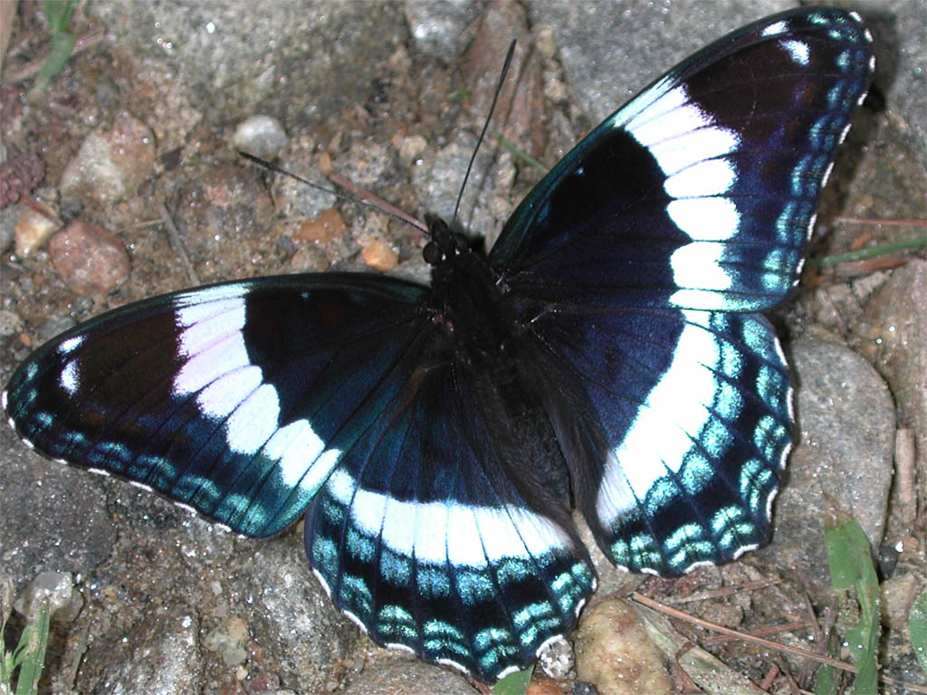 Szépséges Pillangó Háttérkép 67