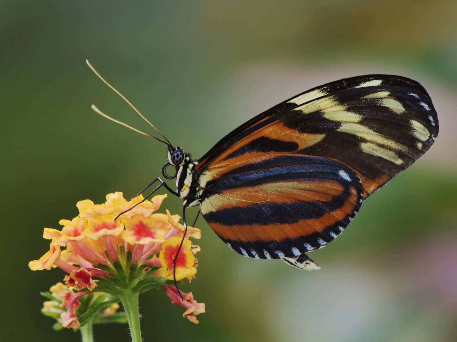 Szépséges Pillangó Háttérkép 68