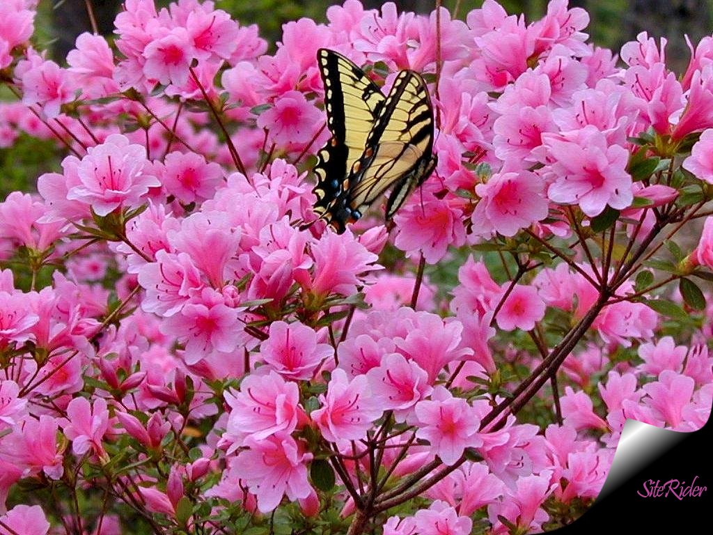 Szépséges Pillangó Háttérkép 71
