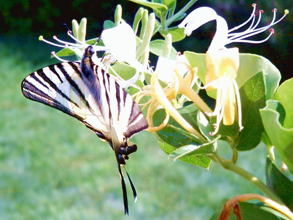Szépséges Pillangó Háttérkép 73