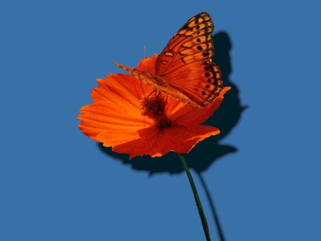 Szépséges Pillangó Háttérkép 77