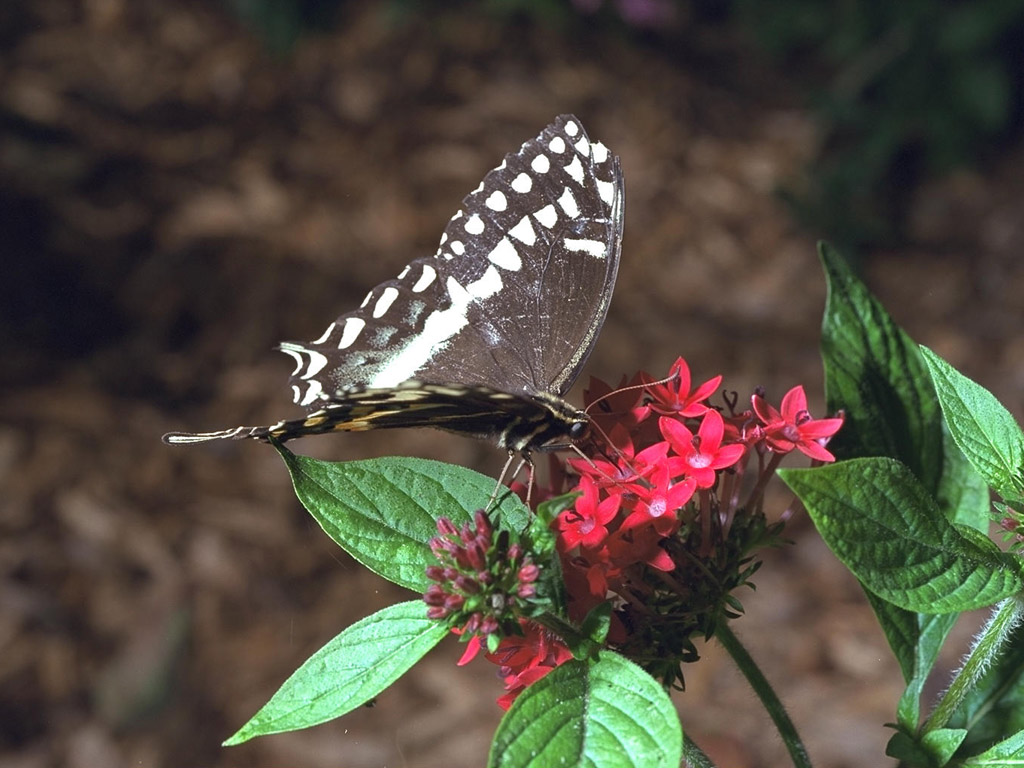 Szépséges Pillangó Háttérkép 80
