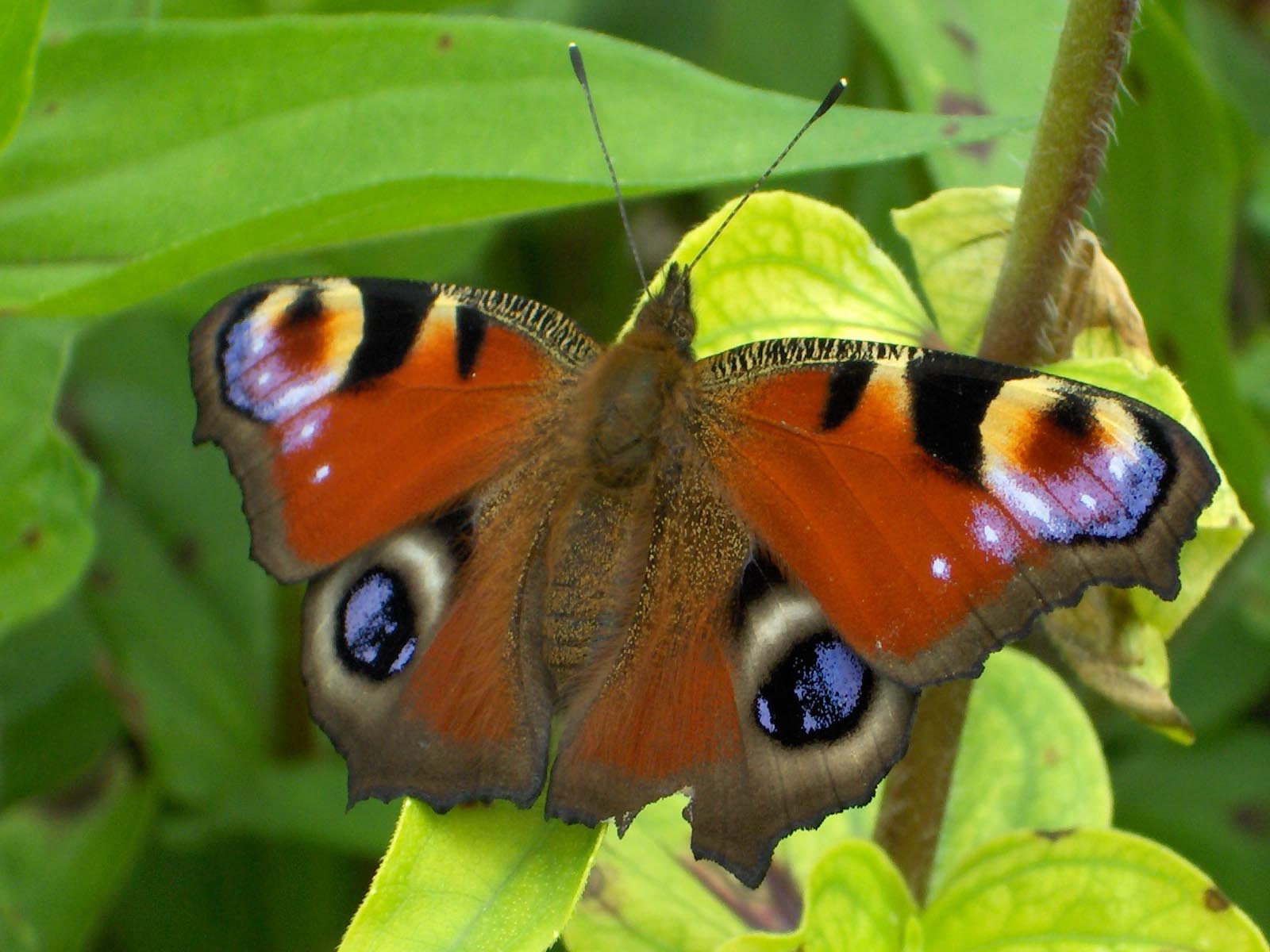 Szépséges Pillangó Háttérkép 90