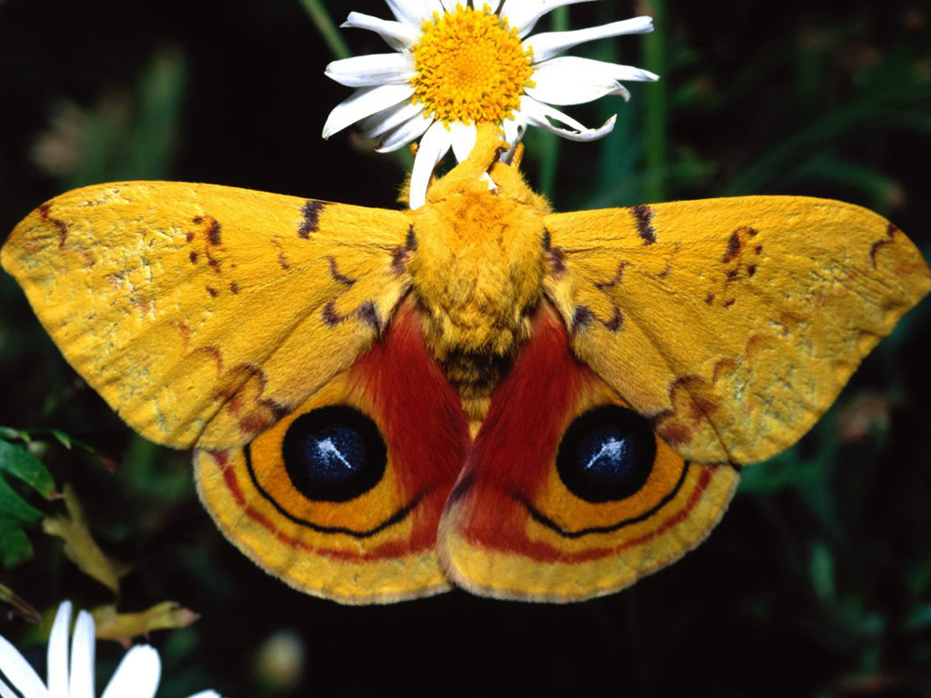 Szépséges Pillangó Háttérkép 91