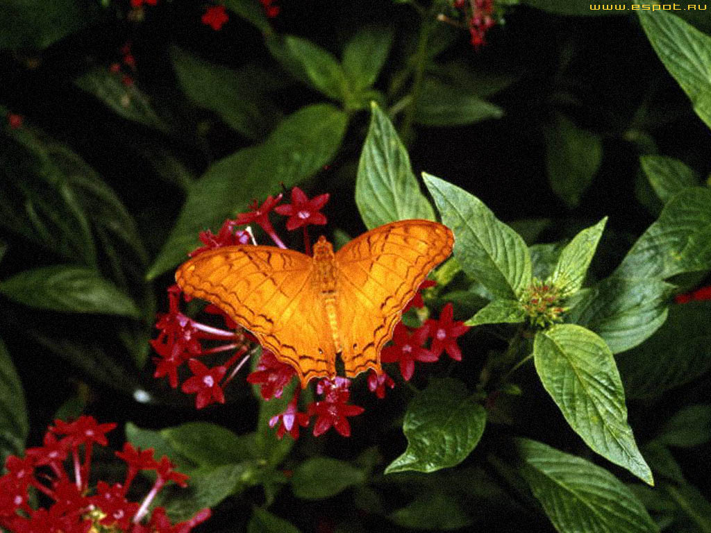 Szépséges Pillangó Háttérkép 97