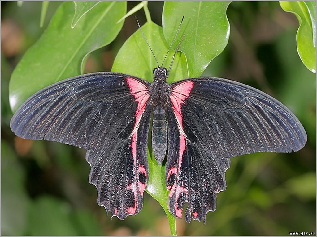 Szépséges Pillangó Háttérkép 98