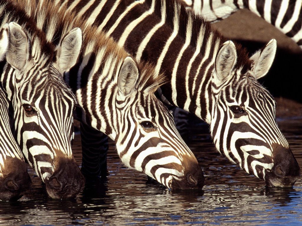 Zebra Háttérkép 06