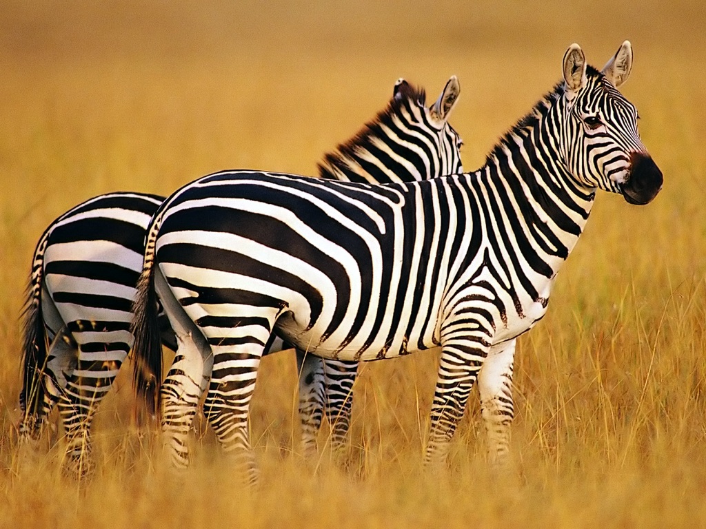 Zebra Háttérkép 09