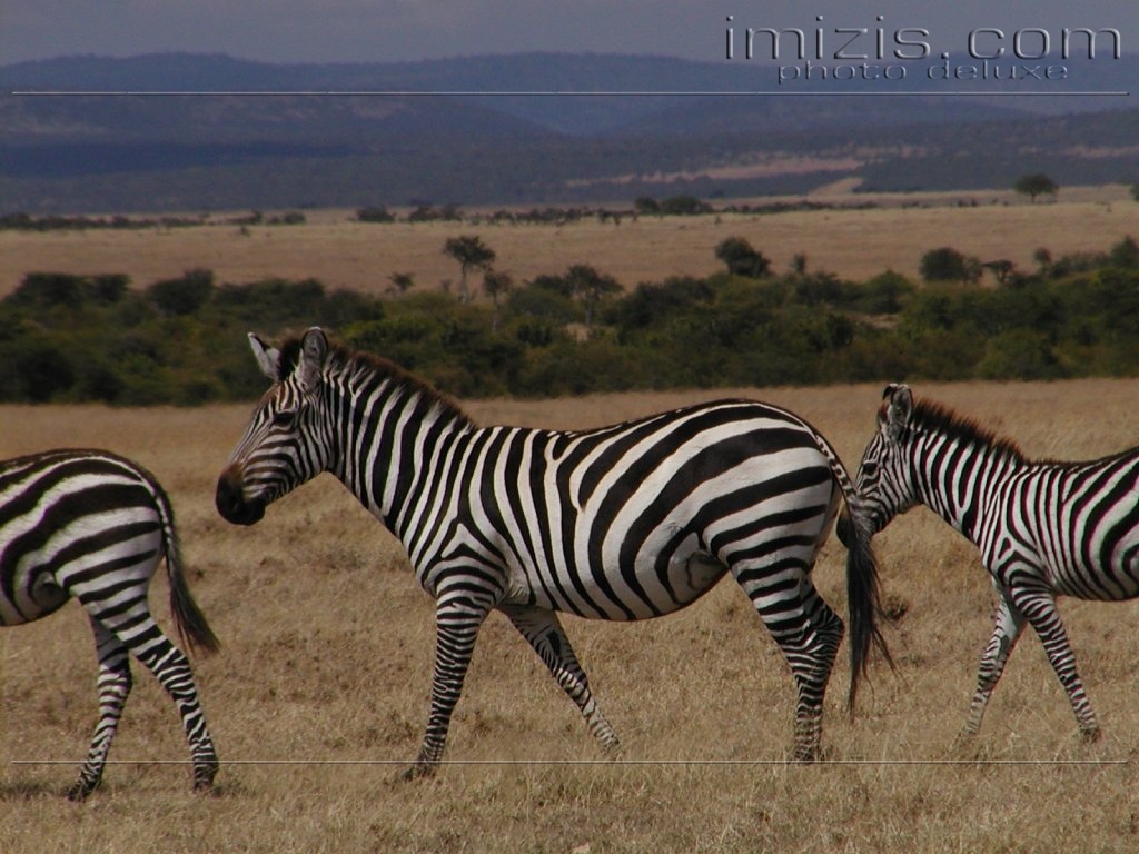Zebra Háttérkép 12