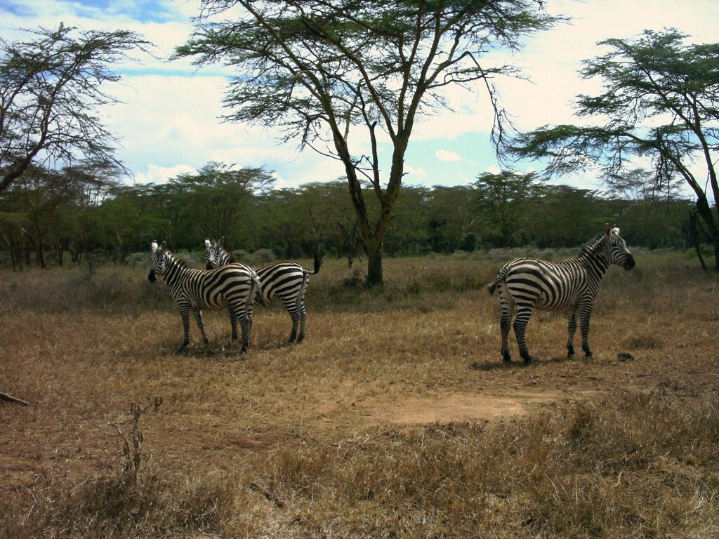 Zebra Háttérkép 17