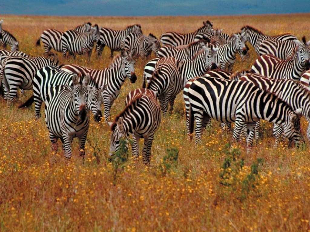 Zebra Háttérkép 18