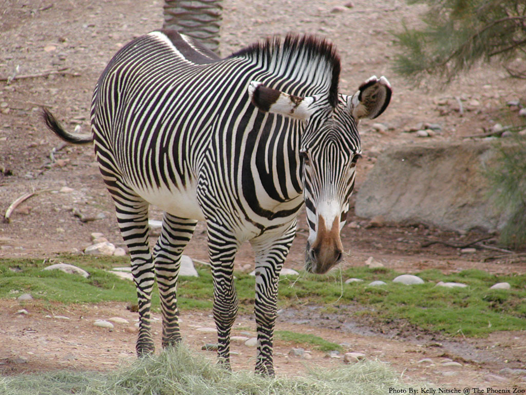 Zebra Háttérkép 19