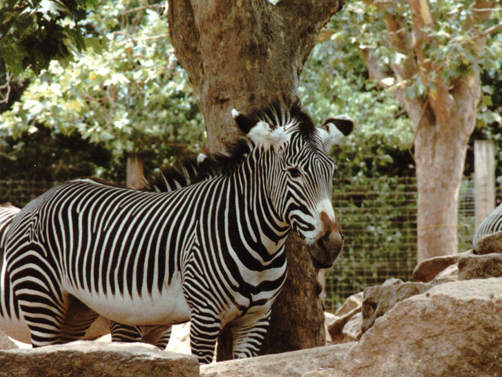 Zebra Háttérkép 20